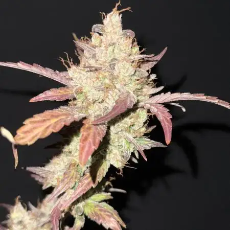 Ethos Genetics -Strawberry OG Cookies