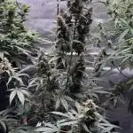Blood Orange Haze