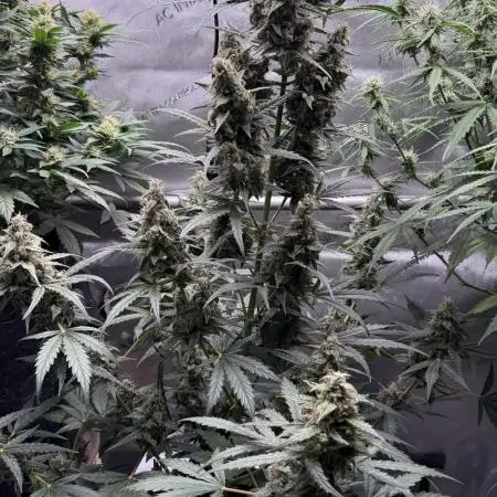Blood Orange Haze