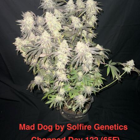 Solfire Genetics Mad Dog