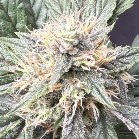 Ethos Genetics -Strawberry OG Cookies