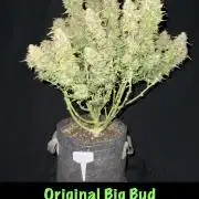 Original Big Bud
