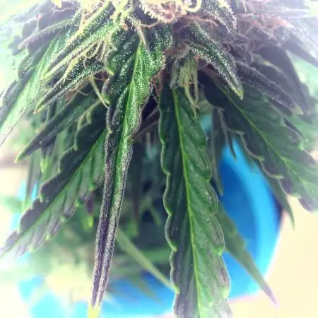 Lil' Critical Purple  KAREN