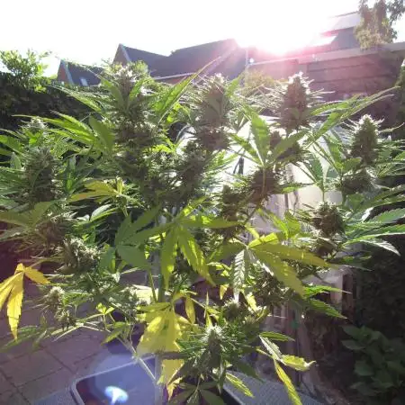 💜 Its CRITICAL to have some PURPLE FLOWERS FAST! 💜 (CPAS-WSE)