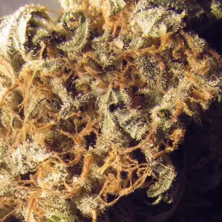 💕Welcome to 🍬THE CANDYSHOP🍭 (ACBXL~DP)💕  Dutch Passion Growing Competition 2025