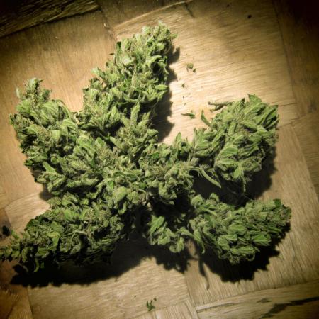 AUTO CRITICAL ORANGE PUNCH!