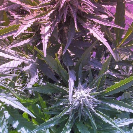 💜 Its CRITICAL to have some PURPLE FLOWERS FAST! 💜 (CPAS-WSE)