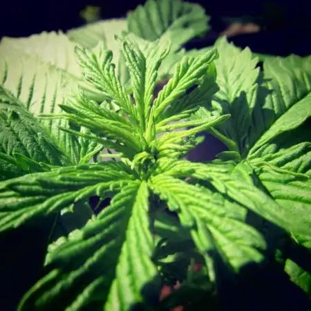 💜 Its CRITICAL to have some PURPLE FLOWERS FAST! 💜 (CPAS-WSE)
