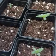 Barney's farm Autos mix