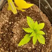 420FastBudsAuto Apple|Ztraw|Cherry