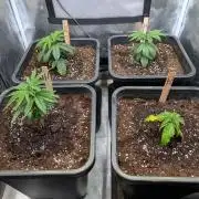 Sativa Grow