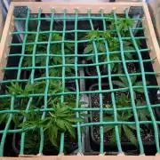 Sativa Grow