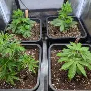 Sativa Grow