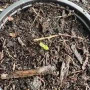 Juicy fruit autoflower