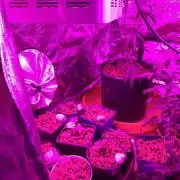 Royal Queen Seeds Gurilla Grow.