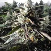 Grandaddy purple Zamnesia