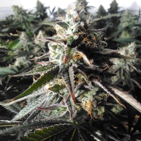 Grandaddy purple Zamnesia