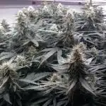 Collision kush/pm immune