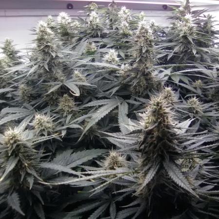 Collision kush/pm immune