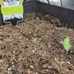 First Grow - Double Grape and CDLC