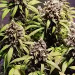 Lsd 25 Auto