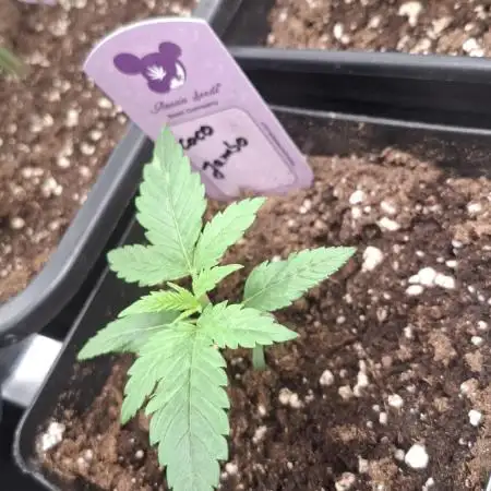 Coco Jambo