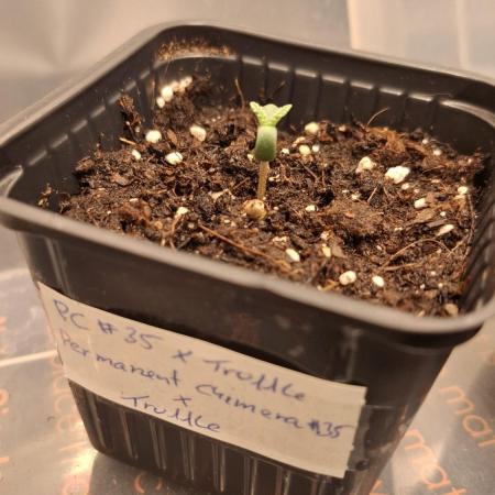 Permanent Chimera #35 x White Truffle