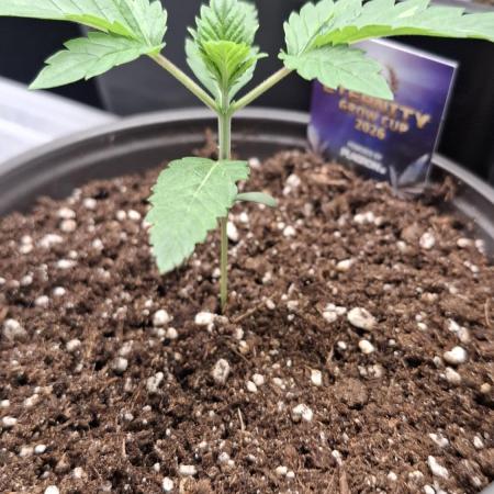 Eternity Grow Cup 26'