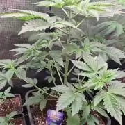 Eternity Grow Cup 26'