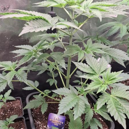 Eternity Grow Cup 26'