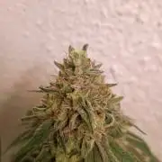Velvet Mist
