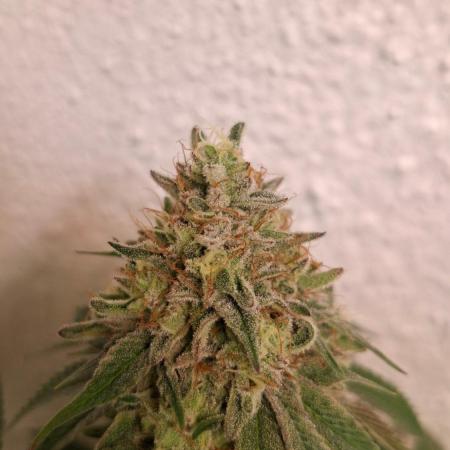 Velvet Mist