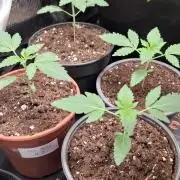 Ice Zone  (ICC x Gelato#41 x ZiZi) Reg.