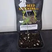 Apollo Black Cherry