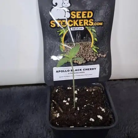 Apollo Black Cherry