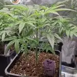 Coco Jambo