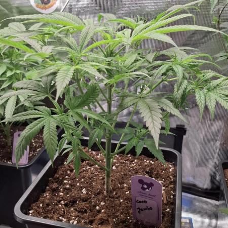 Coco Jambo