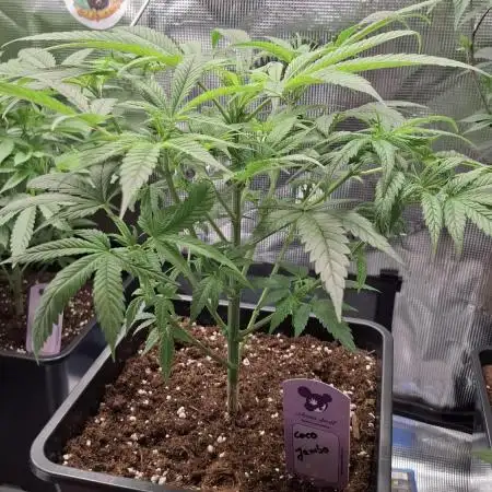 Coco Jambo