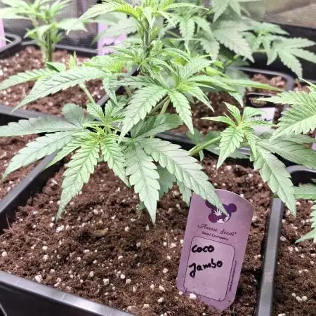 Coco Jambo
