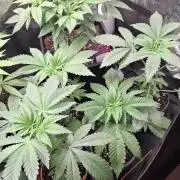 Ice Zone  (ICC x Gelato#41 x ZiZi) Reg.