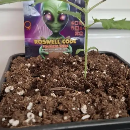 Roswell Code