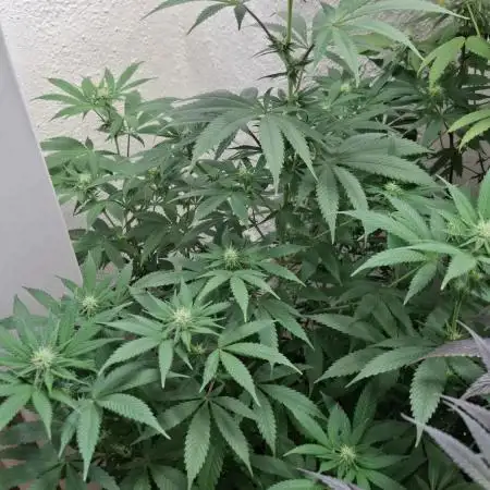 Caramba by Paradise Seeds