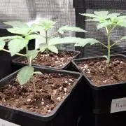 RainZ (RS11 x Gelato #41 x ZiZi) Reg.