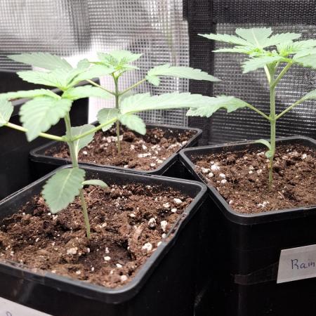 RainZ (RS11 x Gelato #41 x ZiZi) Reg.