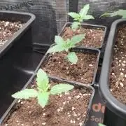 RainZ (RS11 x Gelato #41 x ZiZi) Reg.