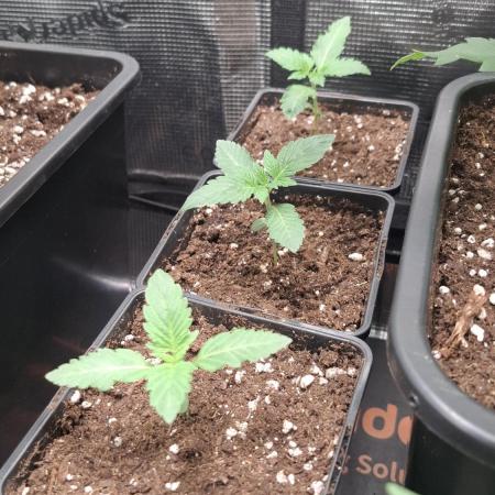 RainZ (RS11 x Gelato #41 x ZiZi) Reg.