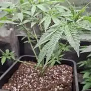 Permanent Chimera #35 x White Truffle