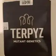 Ice Zone  (ICC x Gelato#41 x ZiZi) Reg.