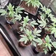 Ice Zone  (ICC x Gelato#41 x ZiZi) Reg.