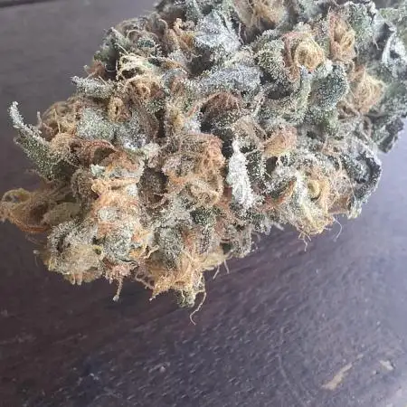 Caramba by Paradise Seeds
